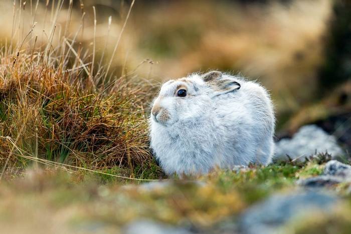 Mountain Hare, Scotland shutterstock_167560967.jpg