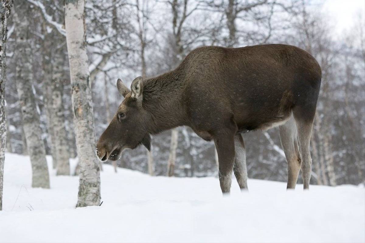 Eurasian Elk