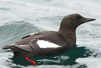 Fair Isle - Black Guillemot (Steve Arlow).jpg