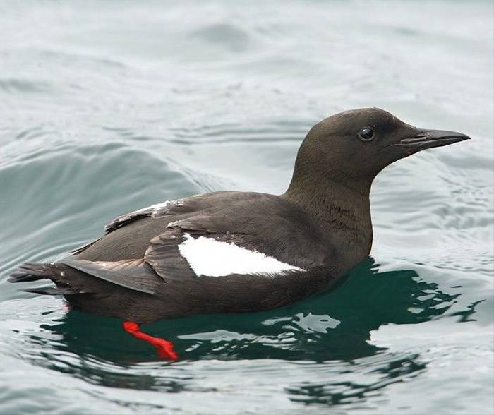 Fair Isle - Black Guillemot (Steve Arlow).jpg