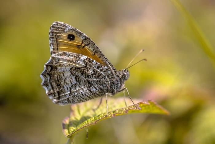 Grayling shutterstock_1714875445.jpg