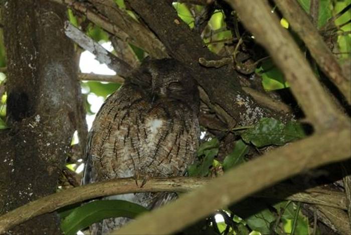 Madagascar Scops Owl (Stephen Woodham)