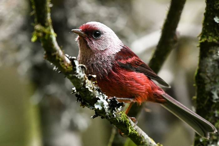 Pink headed warbler, San Marcos, Guatemala shutterstock_2102604403.jpg