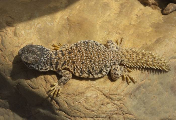 Moroccan Spiny-tailed Lizard (Uromastyx nigriventris) © Josh Phangurha, September 2023
