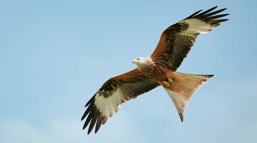 Guided Wildlife Watching in the Shropshire Hills 