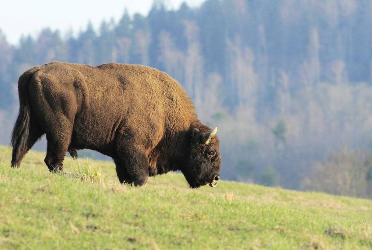 European Bison (Jan Kelchtermans)