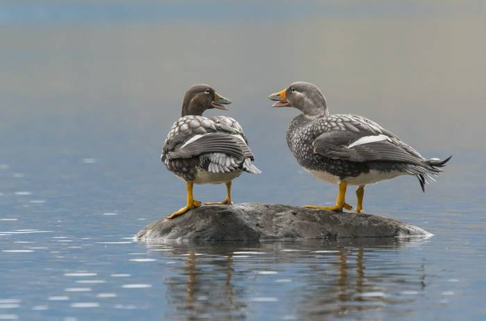 Flying Steamer Ducks (Tim Melling)