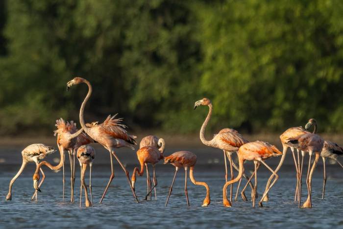 American Flamingoes © A J Bradshaw, March 2026 tour