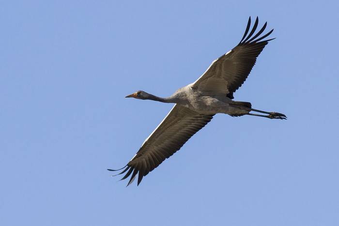 Common Crane (Javi Elorriaga)