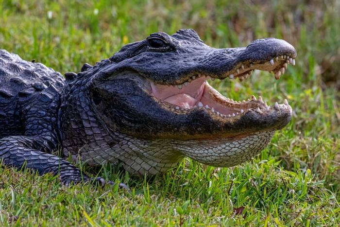 Alligator Florida (c) Matthew Capper.jpg