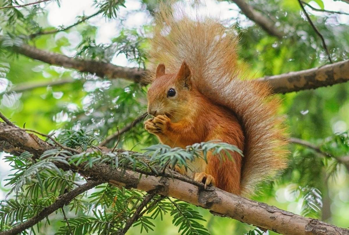 Red-Squirrel-shutterstock_704889118.jpg