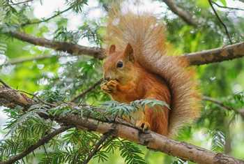 Red-Squirrel-shutterstock_704889118.jpg