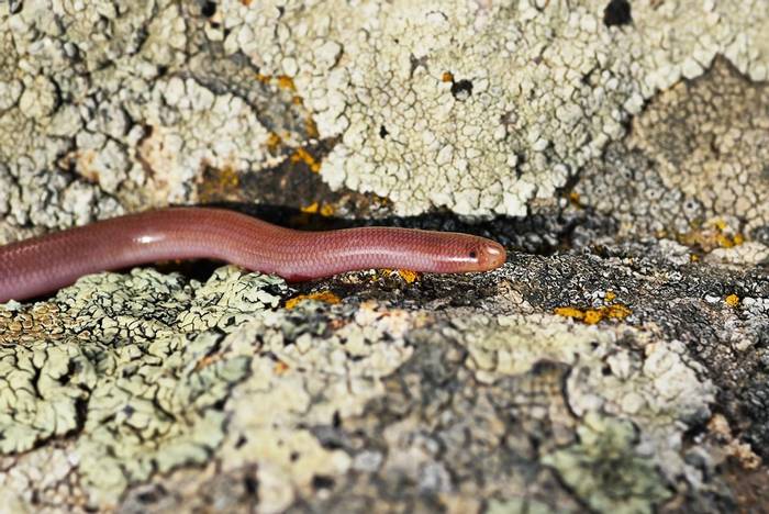 Eurasian Worm Snake (Xerotyphlops vermicularis)