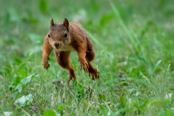 Red Squirrel (Will Crombie)