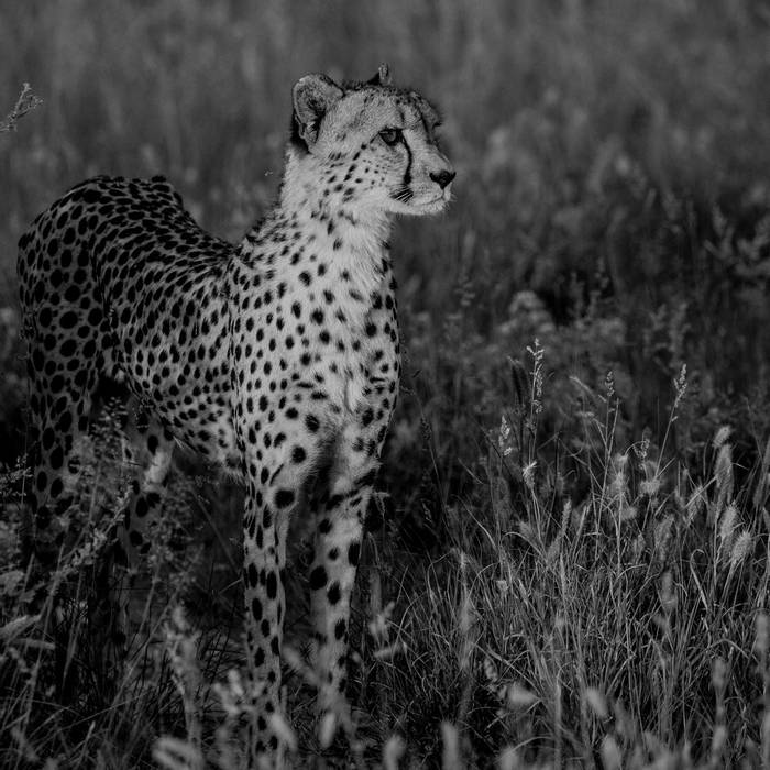 Cheetah (Andrew Pay)