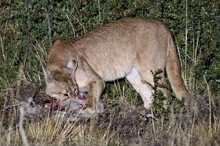 Puma with kill (Ian Bruce)