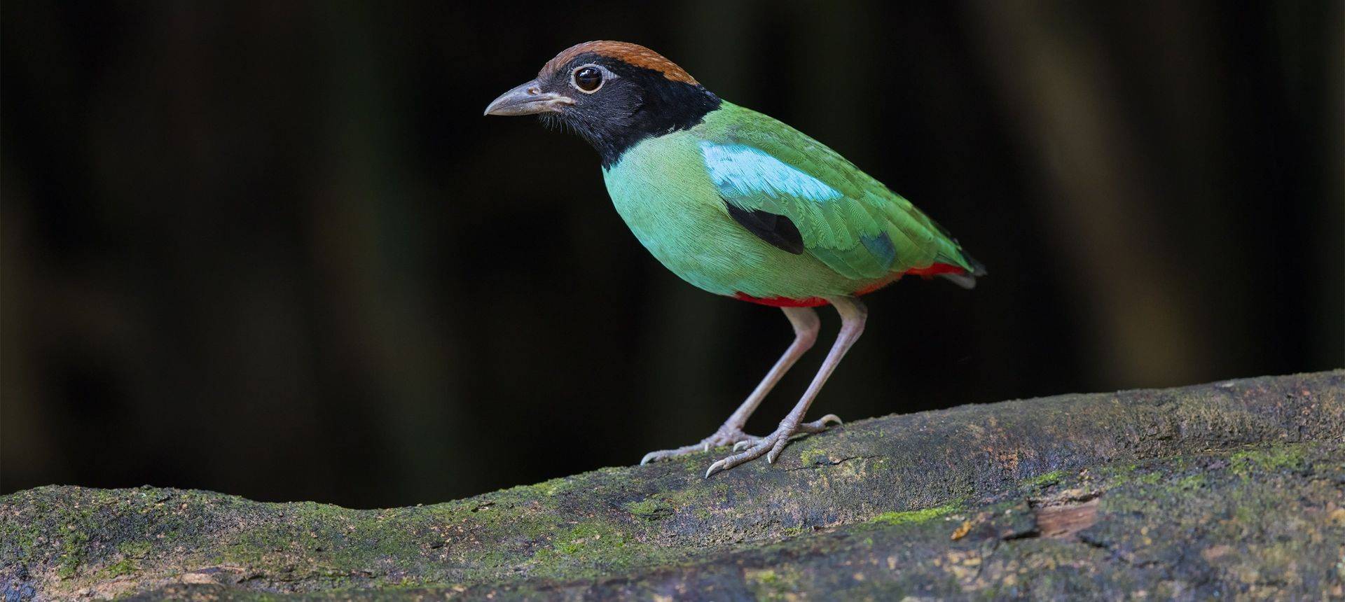 Hooded Pitta Shutterstock 699883588