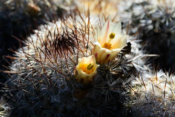 Small Desert Cacti sp (Sara Frost) (3).jpg