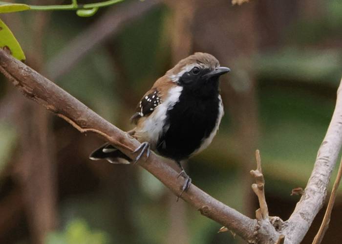 Rusty-backed Antwren (Andy Foster)