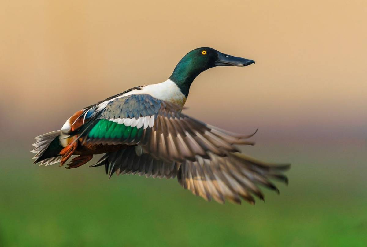 Shoveler shutterstock_1651007905.jpg