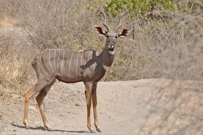 Lesser Kudu (Tim Melling)