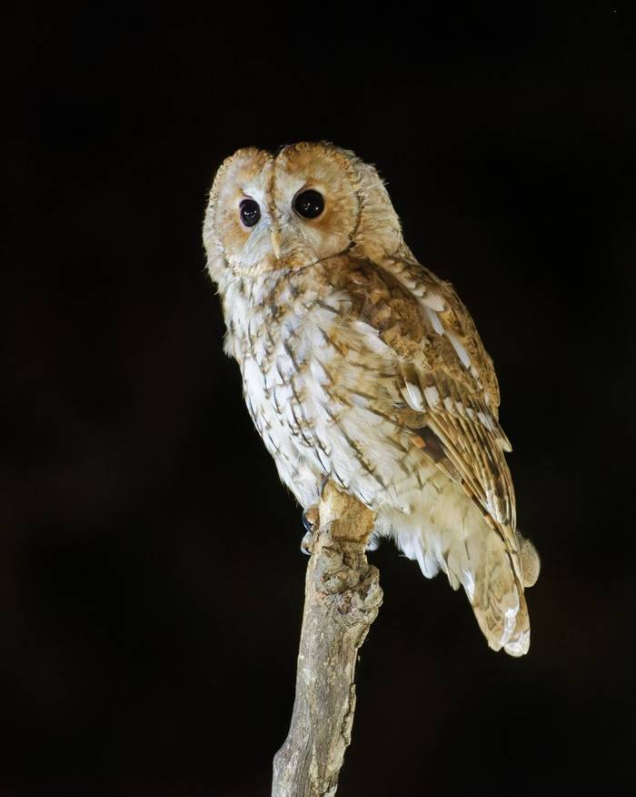 Tawny Owl - Alan & Anne Smith (2022 tour).jpg