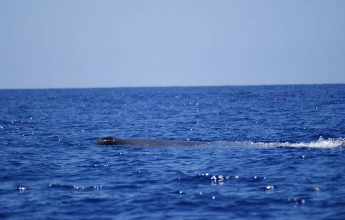 Sperm Whale (Ed Drewitt)