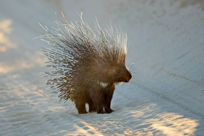 Cape Porcupine, Namibia shutterstock_2141739507.jpg