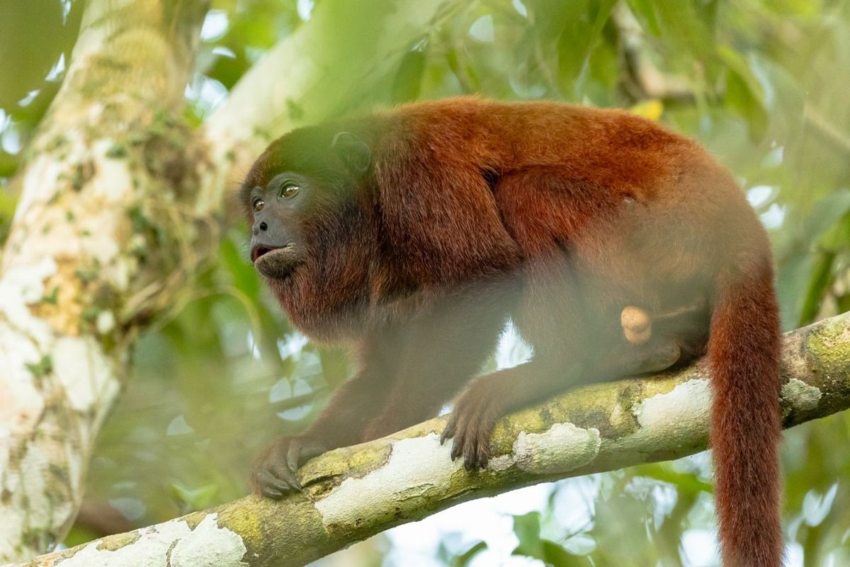 monkey amazon jungle.jpeg