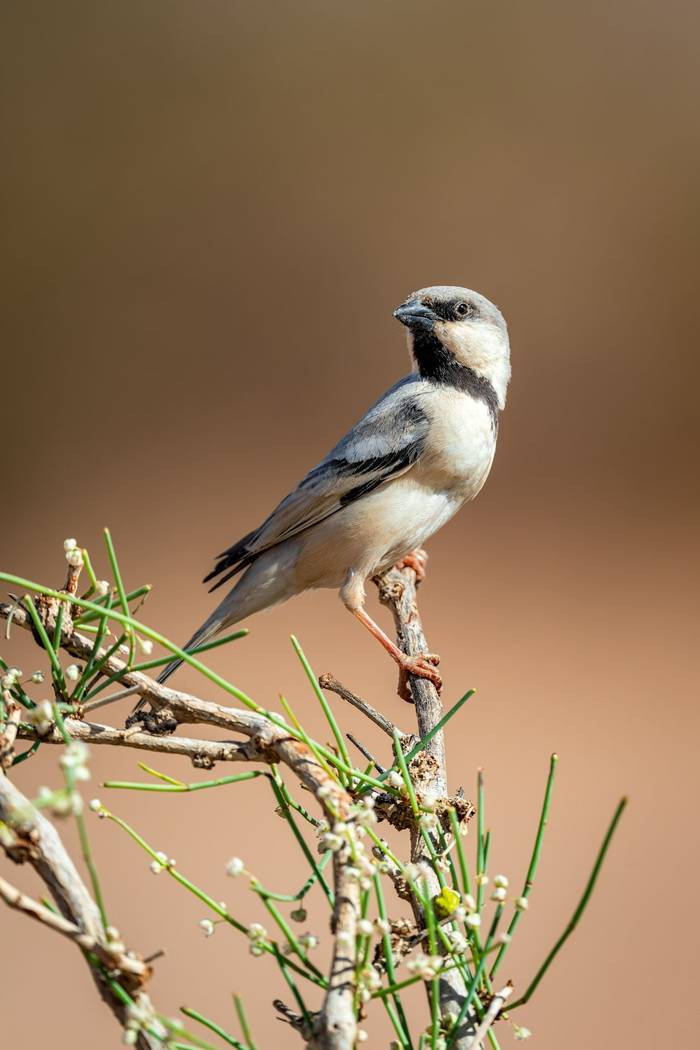 Desert Sparrow © Adam Court, March 2026 tour