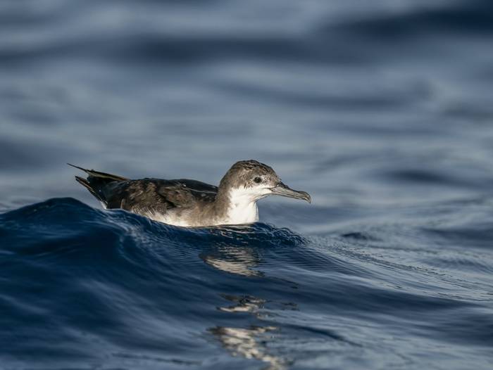 Persian Shearwater © T. Laws, February 2024 tour