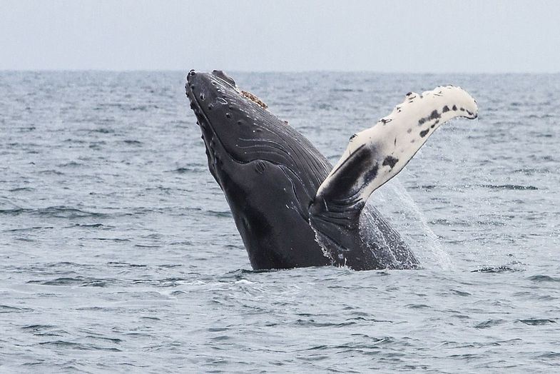 alaska-wildland-adventures-coast-to-denali-Whale-Watching-Boat-to-KFGL.jpg