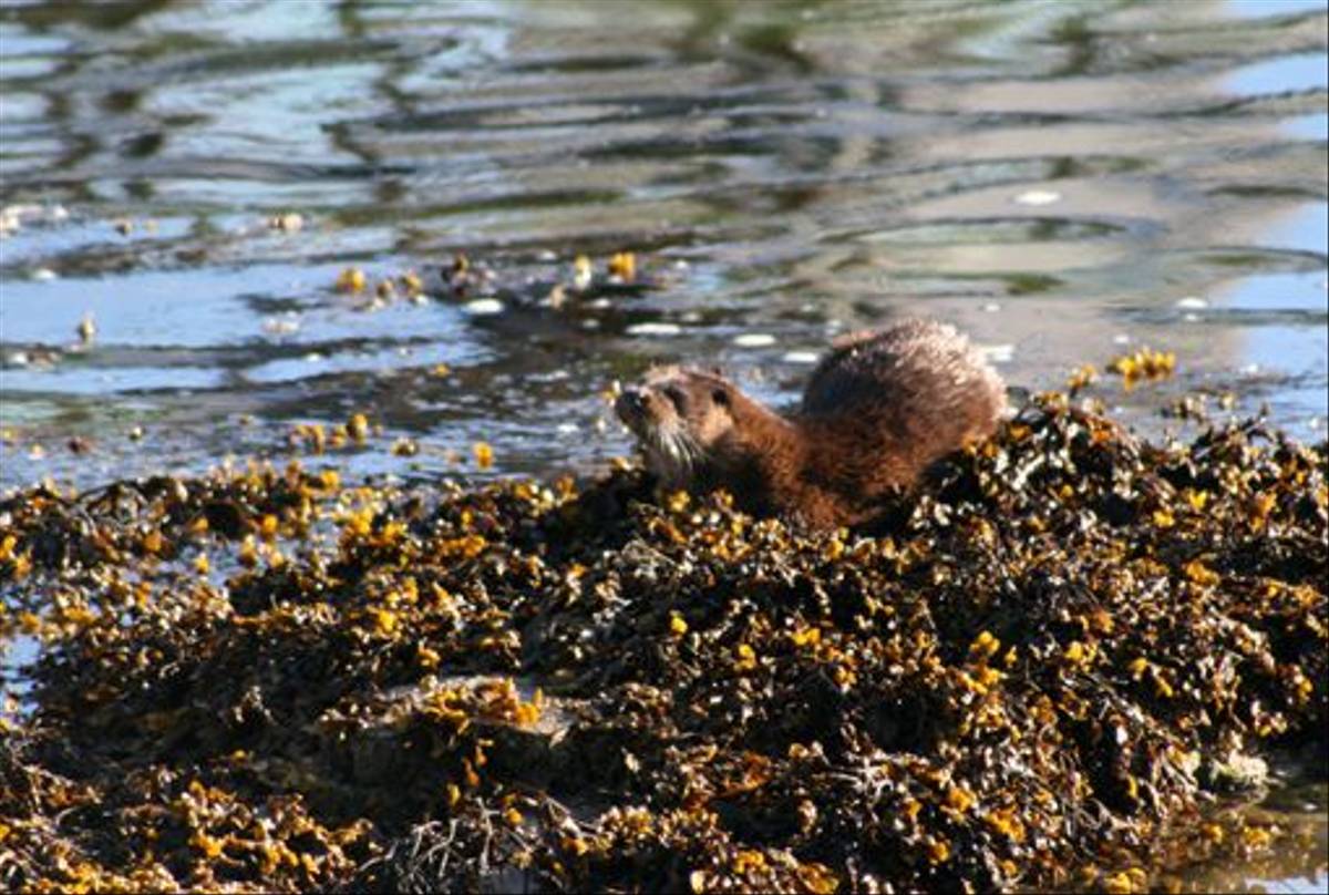 Otter (Dave Pierce)