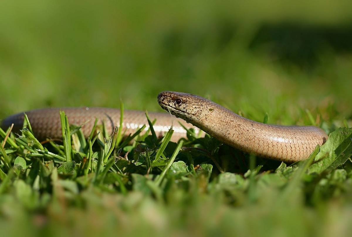 Slow Worm (Russ Hedley)