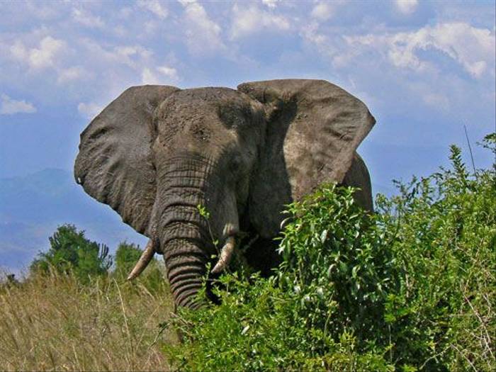 African Elephant (Tom McJannet)