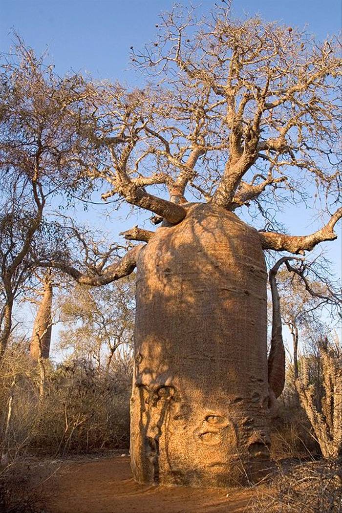 Bottle Baobab (Paul Stanbury)