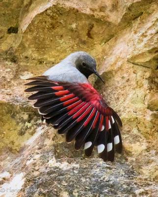 Wallcreeper (Marcus Kohler)