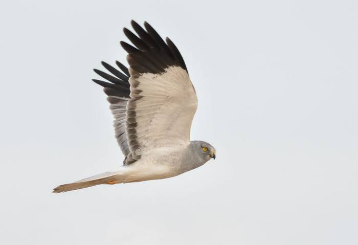 Hen Harrier shutterstock_1597786291.jpg