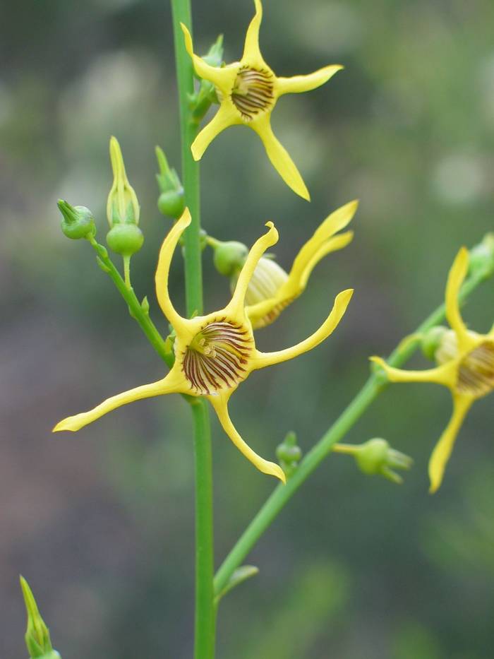 Anthocercis ilicifolia ssp. caldariola - Tall Tail Flower