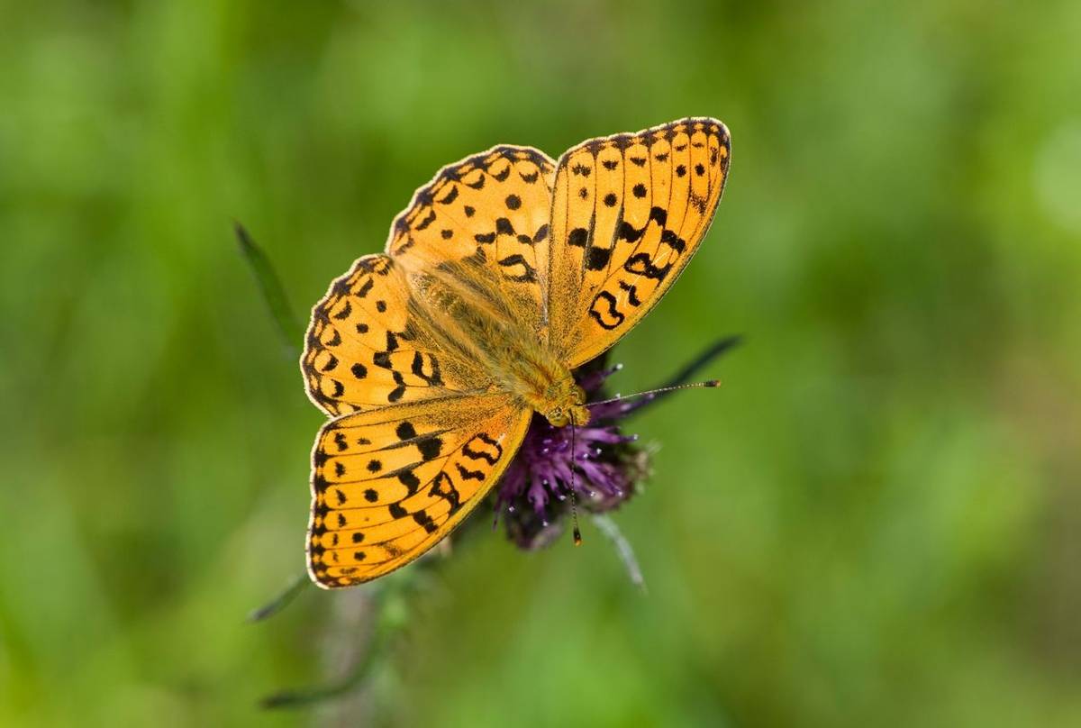 High Brown Fritillary shutterstock_111502115.jpg