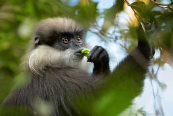 Purple-faced Leaf Monkey, Sri Lanka shutterstock_372385477.jpg
