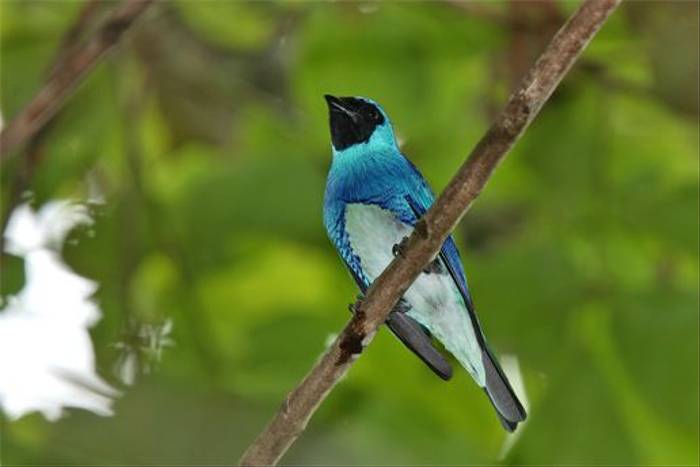 Swallow Tanager (Andy Swash)