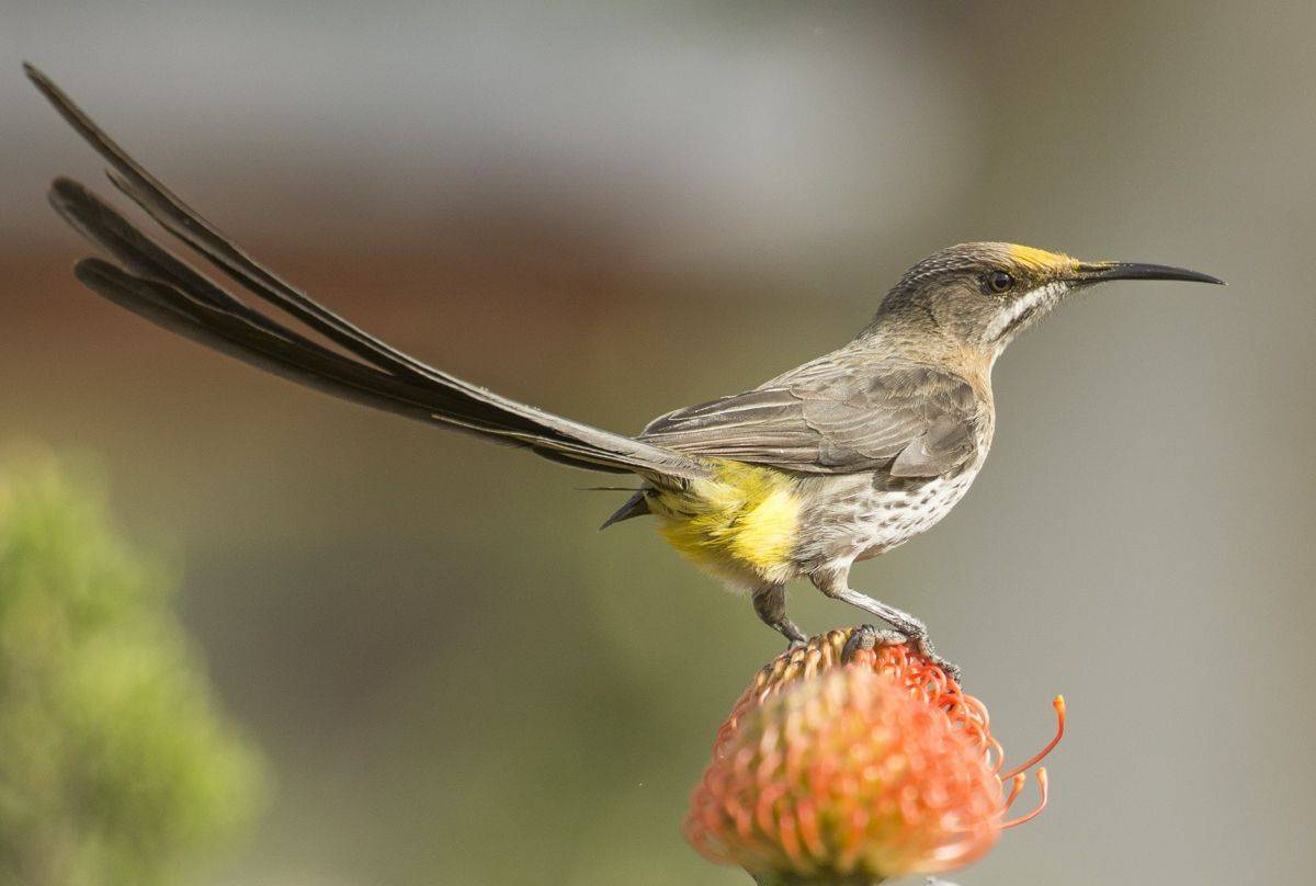 Cape Sugarbird shutterstock_491608519.jpg