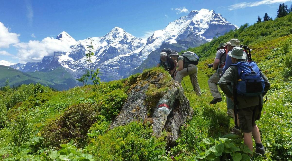 Go Slow In Swiss Alps   Botanising In Murren (Edited By Tom)