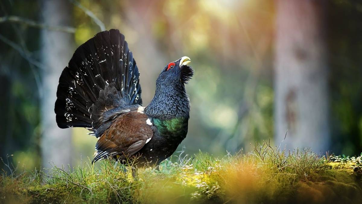 Wild Baltic: Forests, Flyways and Hidden Fauna