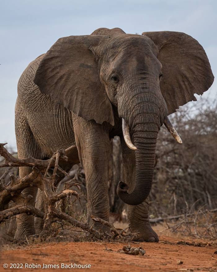 African Bush Elephant (Loxodonta africana) © Robin James Backhouse