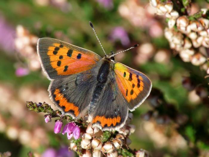 Small Copper