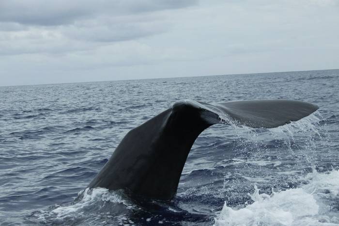 Sperm Whale by Ian Hunt