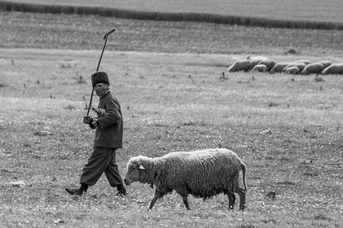 Romanian Shepherd (Judith Rolfe)