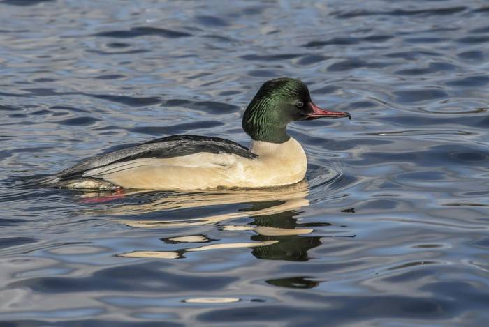 Goosander shutterstock_615641510.jpg